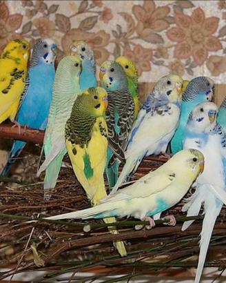 Colorite allevato a mano