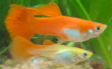 (Lebistes) Guppy Red Full
