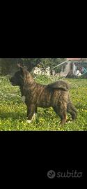 akita american