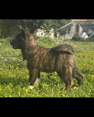 akita american