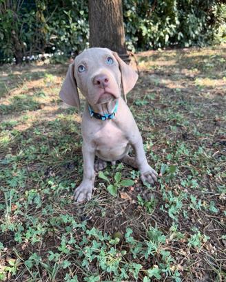 Cuccioli weimaraner grigio argento