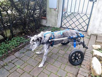 Carrello per cani disabili