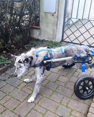 Carrello per cani disabili