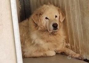 Maremmano anziano adozione del cuore