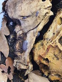 Cubaris White Side "Penguin" 15+ pezzi