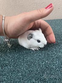 PORCELLINI selezionati Cream, Red, California