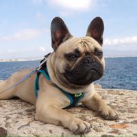 Bulldog francese per monta