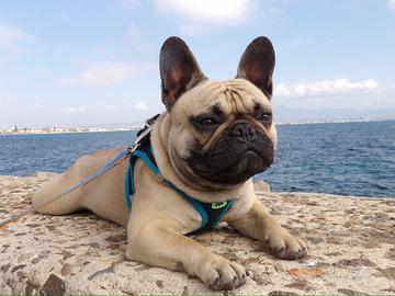 Bulldog francese per monta