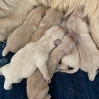 Golden retriever anglo Americani