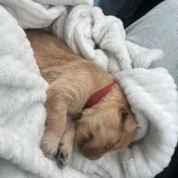 Cucciolo di golden retriever 100% americani