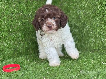 Lagotto romagnolo