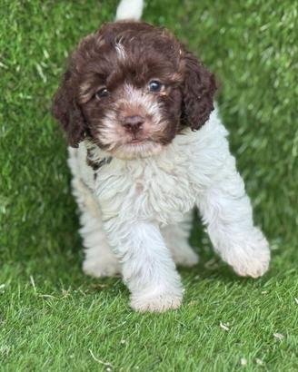 Lagotto romagnolo