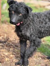 DUSTIN, giovanissimo mix PULIN buonissimo