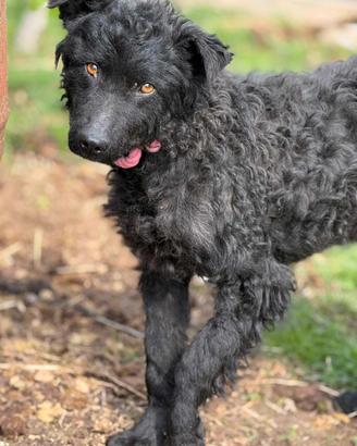 DUSTIN, giovanissimo mix PULIN buonissimo