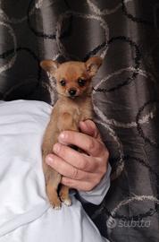 Spitz chihuahua mini cucciola