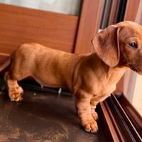 Cucciolo bassotto kaninchen fulvo