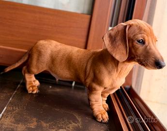 Cucciolo bassotto kaninchen fulvo