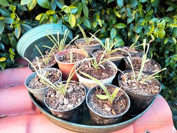 falangio pianta ragno 2€ verde giardino balcone