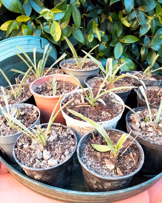 falangio pianta ragno 2€ verde giardino balcone