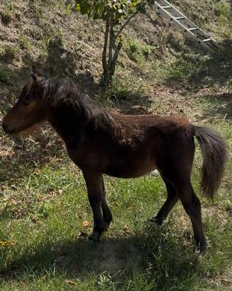 Mini pony maschio