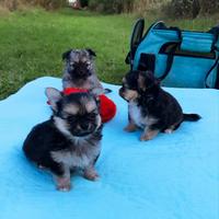 Chihuahua allevamento cuccioli