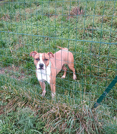 Amstaff femmina in adozione gratuita