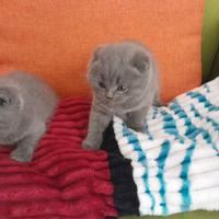 Scottish fold è straight