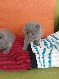 Scottish fold è straight