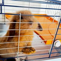 Coniglio nano ariete