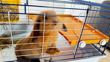 Coniglio nano ariete