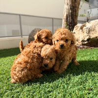 Barboncini Toy maschi