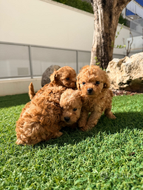 Barboncini Toy maschi