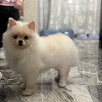 Cane spriz di Pomerania tedesco