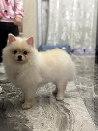 Cane spriz di Pomerania tedesco