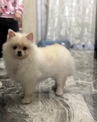 Cane spriz di Pomerania tedesco