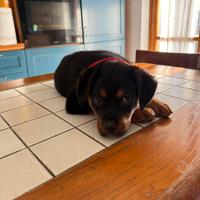 Cucciolo di Rottweiler