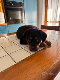 Cucciolo di Rottweiler