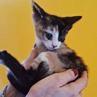 Particolari incroci sphynx