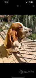 Bassethound maschio