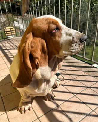 Bassethound maschio