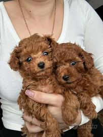 Barboncino toy e mini toy