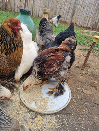 Galli galline e pulcinotti di brahma