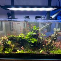 Acquario Waterbox