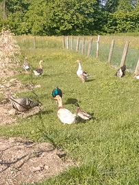 Animali da cortile