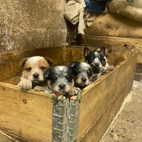 Cuccioli di Australian cattle dog