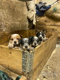 Cuccioli di Australian cattle dog