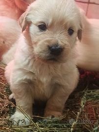 Golden Retriever pedigree Enci