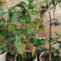 pianta di limoni 