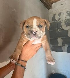 American Pitbull Terrier