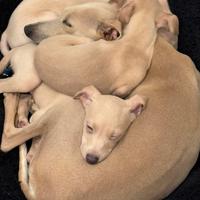 Piccolo levriero italiano color Isabella